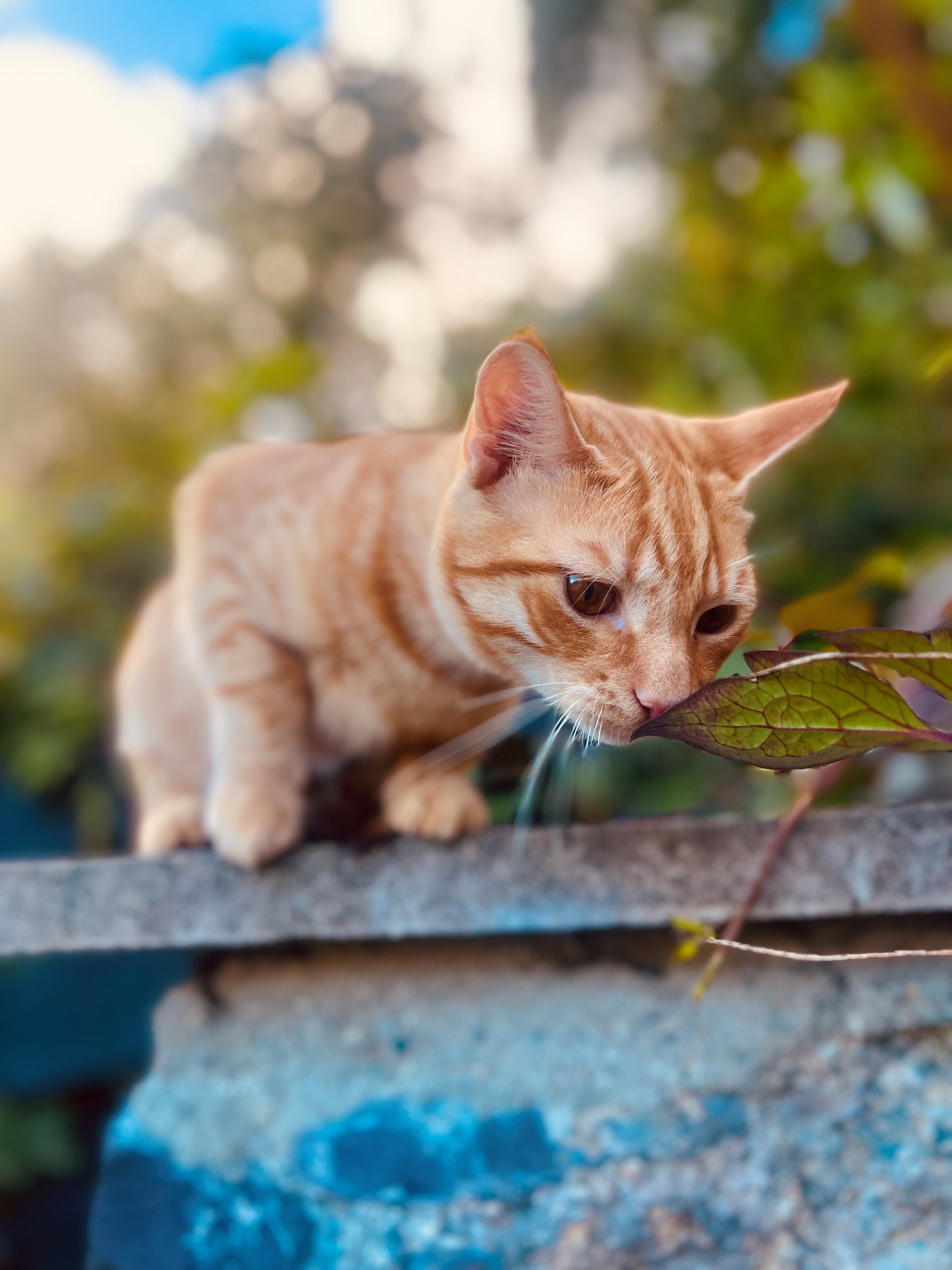 🐾 Have you met Nelson? 🐾